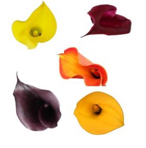 FALL  ASSORTED SEASONAL ORANGE, PURPLE, RED AND YELLOW, MINI CALLA LILY
